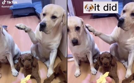 Perrito acusa a su amigo y su video se vuelve viral