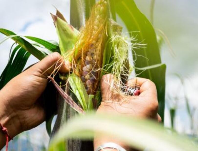 Presentan tostadas hechas con maíz orgánico michoacano