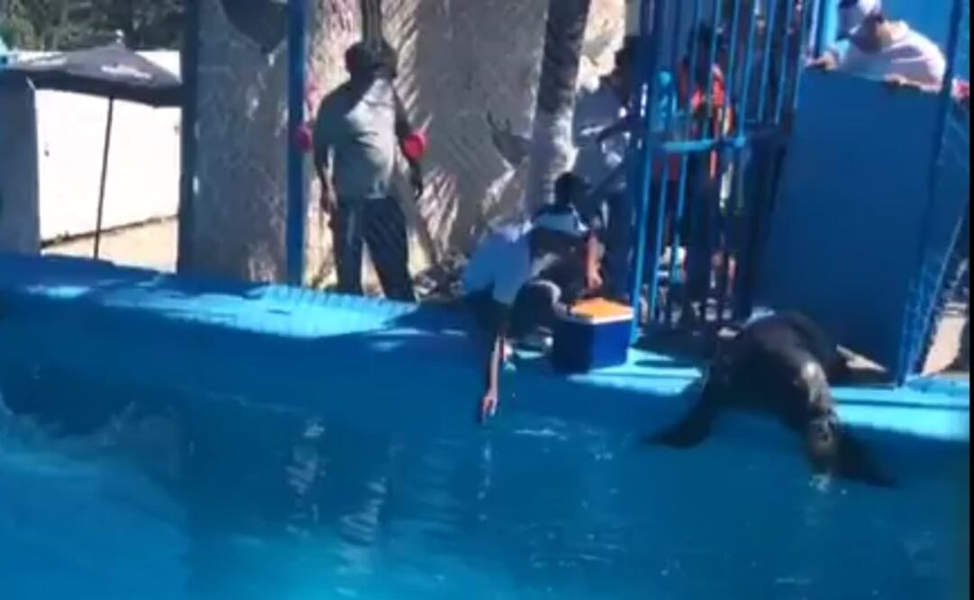 Los ejemplares fueron entregados voluntariamente a la Profepa por sus propietarios del Parque Acuático Atlantis de la Ciudad de México. /Especial