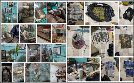 Aseguran droga y varios animales de especies protegidas en inmueble de la GAM