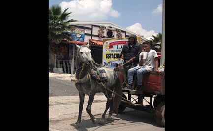 Adiós a caballos, mulas y burros, hola motos: prohíben uso de animales para recolección de basura en Tultepec 