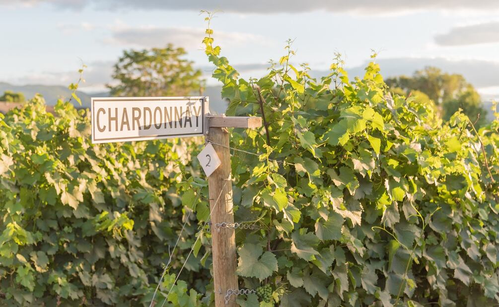 Día Mundial de la Chardonnay. Foto: Stock