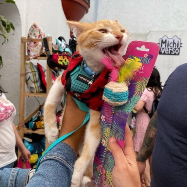  Cuándo es la Expo Vive Gatito 2022 en CDMX