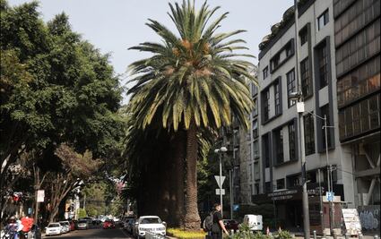 Concluye retiro de mil 500 palmeras enfermas en CDMX, afirma Secretaría de Obras; en 2026 se implementará segunda etapa