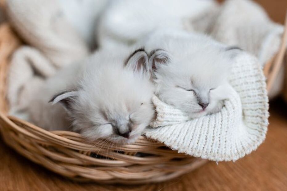Al igual que los humanos, los gatos pasan por diferentes fases de sueño. Fuente: Freepik.