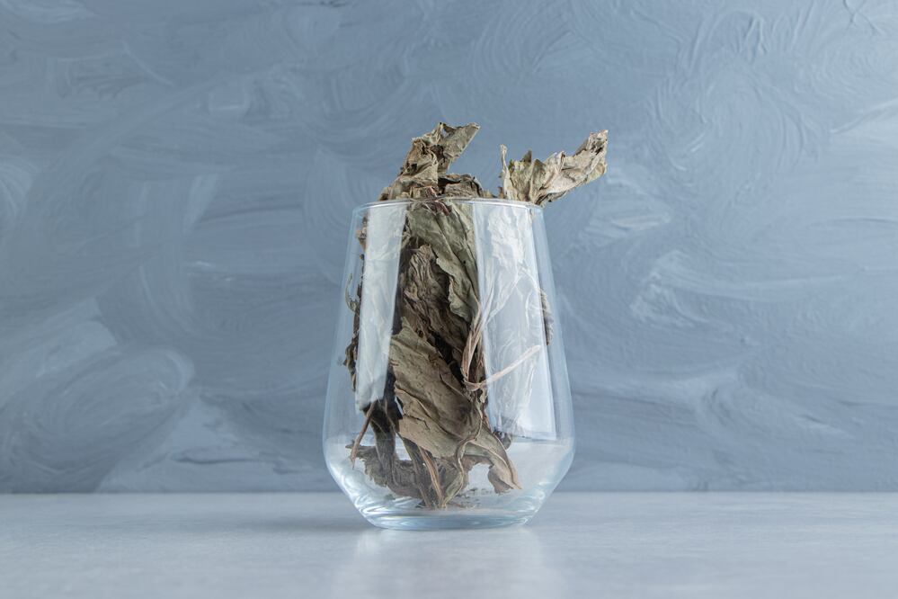 El cuachalalate es una planta con profundo valor medicinal pueblos prehispánicos. Foto: Freepik