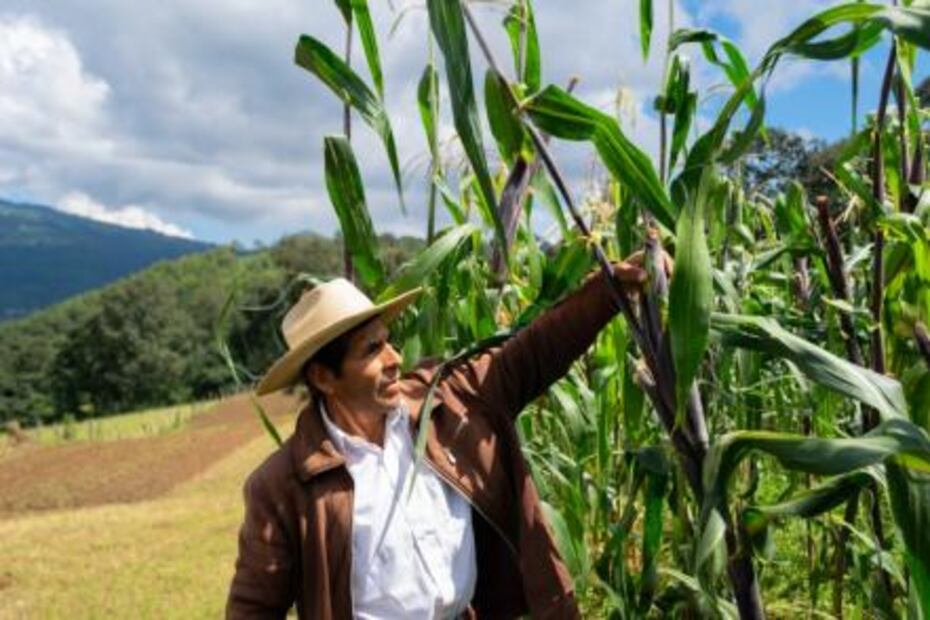 Presentan tostadas hechas con maíz orgánico michoacano