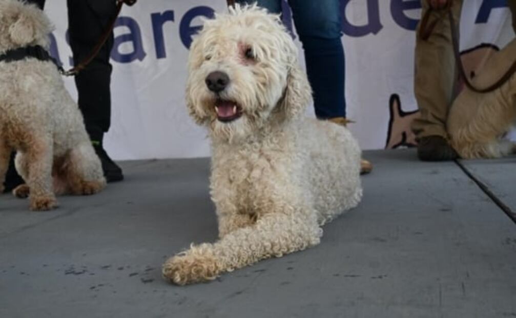 ¡Qué ternura! Estos perritos buscan un hogar y así los puedes adoptar en la Pasarela A-Dog-ción