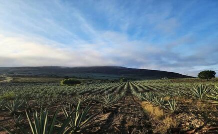 Secretaría de Turismo de Jalisco presenta la nueva Ruta del Tequila de Los Altos