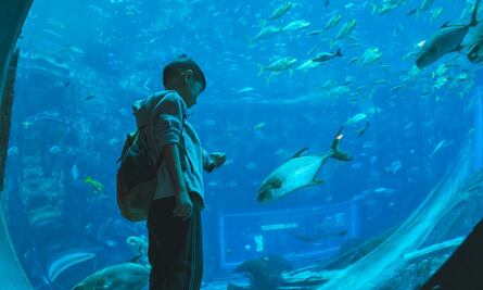 Dos acuarios en CDMX: cuánto cuesta la entrada este verano