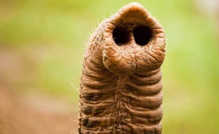 Elefantes africanos siguen disminuyendo por la caza furtiva