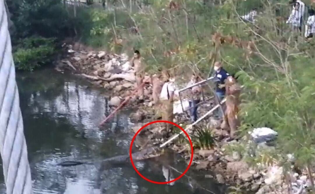Cocodrilo mata a mujer que lavaba ropa a la orilla de un canal de la Laguna Carpinteiro en Tampico, Tamaulipas. Foto: Especial