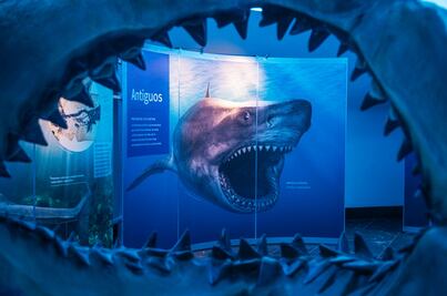 Desde la mandíbula de un megalodón hasta el cerebro de un mini tiburón en la muestra "Tiburones"