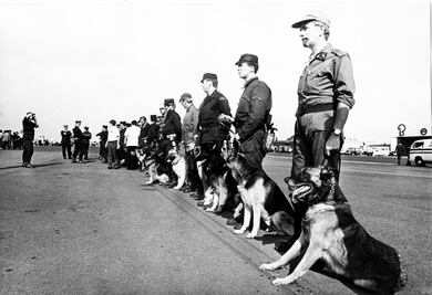 Antes de Frida: los héroes caninos del 85