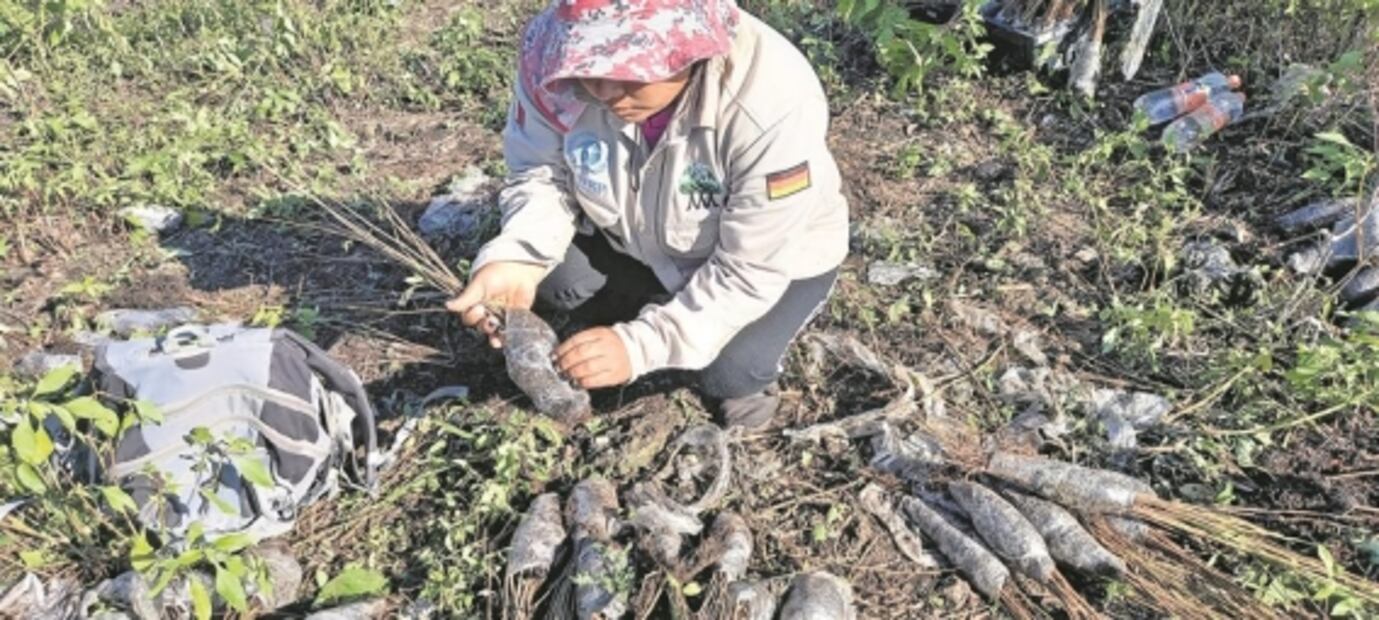 Siembran árboles para hacer frente al cambio climático 