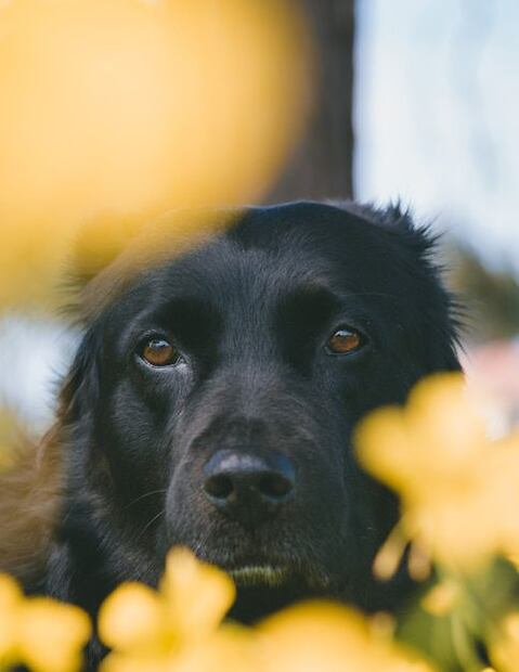 Frases para dedicarle a nuestro perro por el dolor que dejan. Fuente: Freepik