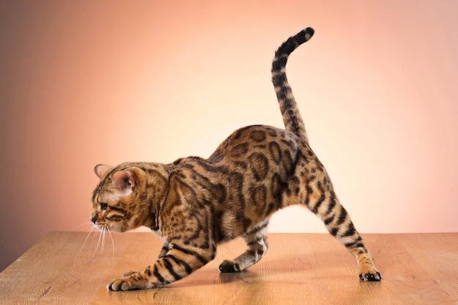 Entender las señales de tu gato refuerza la confianza mutua. Fuente: Freepik.