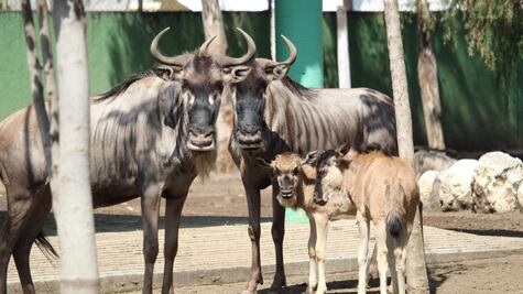 Nacen dos antílopes en Zoológico de Neza