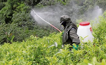 IP reconoce prohibición de 35 plaguicidas peligrosos; gobierno debe basarse en criterios científicos, asegura