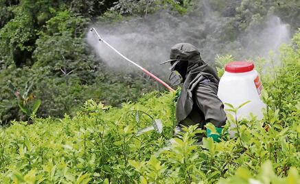 Estos son los 35 plaguicidas prohibidos por decreto presidencial; algunos aún se comercializan y usan en el campo