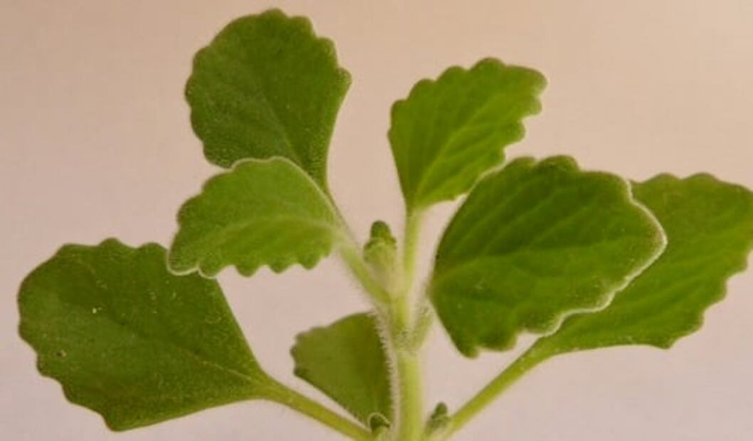 Esta planta te ayudará a descongestionar vías respiratorias