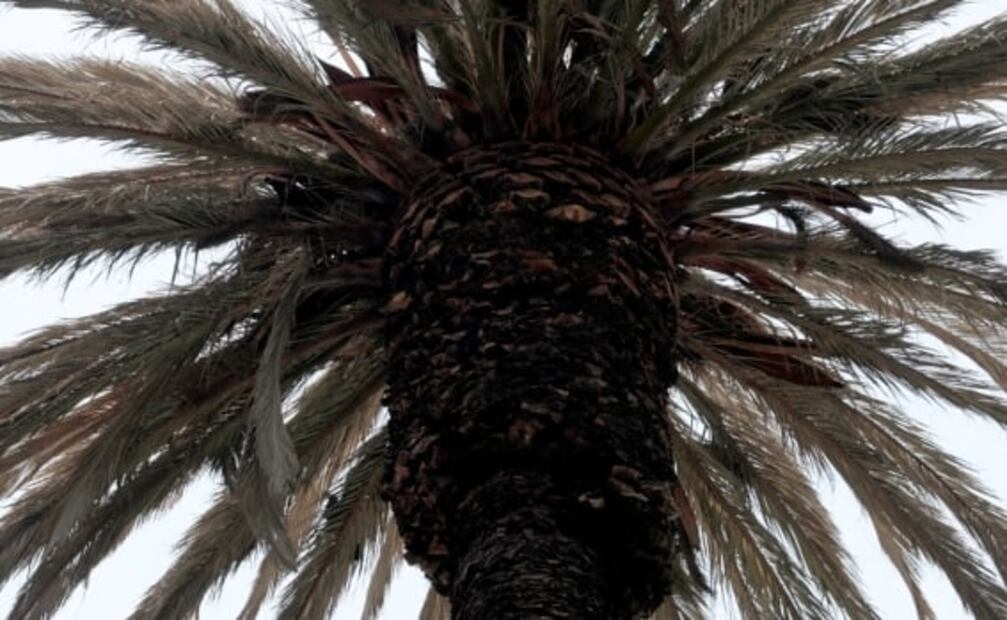 A la de Reforma se unen más palmeras en la CDMX; han muerto 189 por plagas