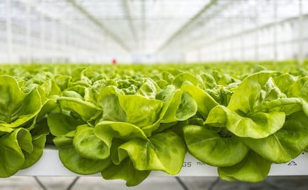 Estudiantes del Cessa crean recetario de ensaladas con lechugas hidropónicas