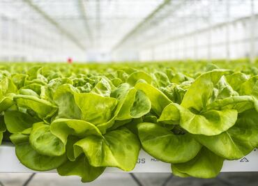 Estudiantes del Cessa crean recetario de ensaladas con lechugas hidropónicas