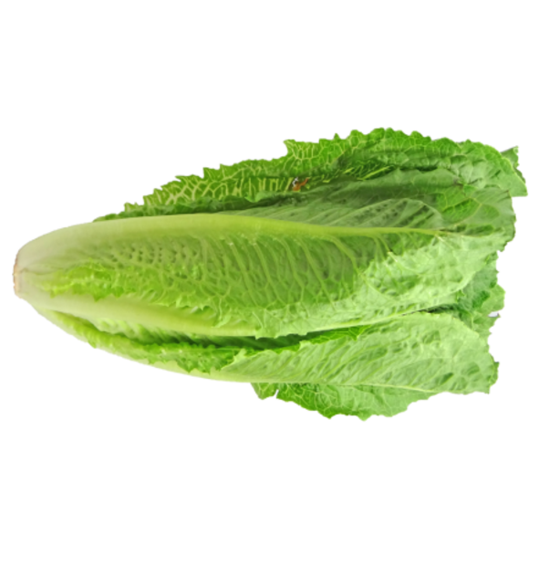 Cómo es la lechuga romana y cuántos tipos existen