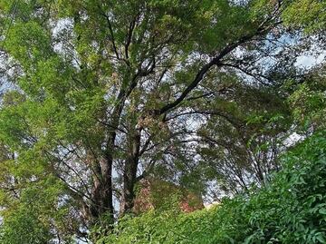 Medio Ambiente reitera que no está autorizado derribo de laurel llamado "Laureano" en Benito Juárez; habrá reunión con vecinos para escucharlos