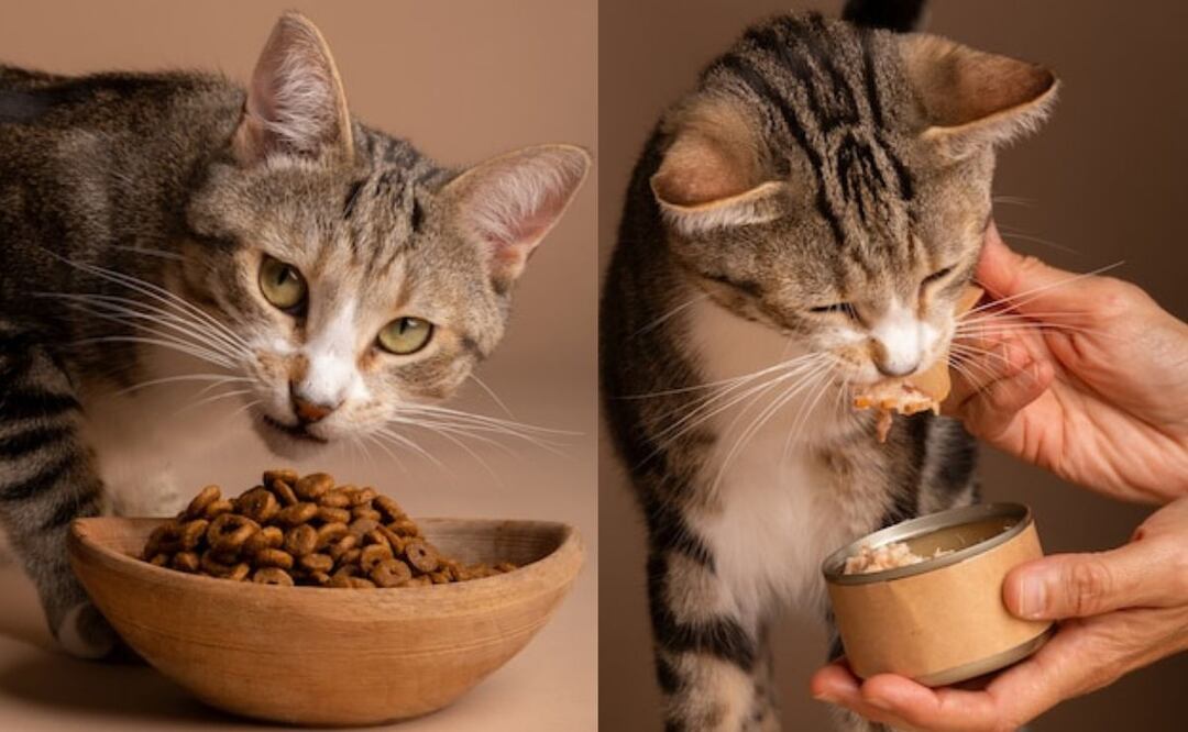 La vitamina A es indispensable para la salud de los gatos. Fuente: Freepik.