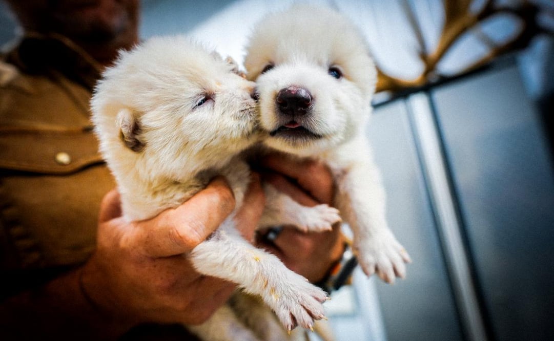 Fotografía cedida por la empresa Colossal Biosciences de los dos cachorros de lobo huargo, Rómulo y Remo, nacidos el 1 de octubre de 2024. | Foto: EFE