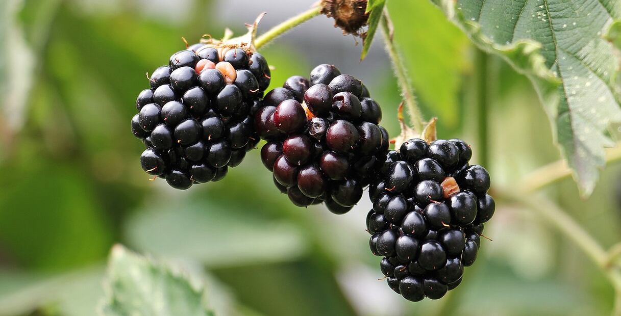 Moras y salud. Fuente: Pixabay