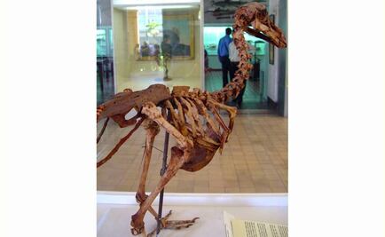 Elaboran el primer atlas tridimensional del dodo