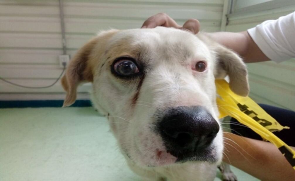 Operan a “Impul”, perrito con glaucoma encontrado en el Metro; espera ser adoptado