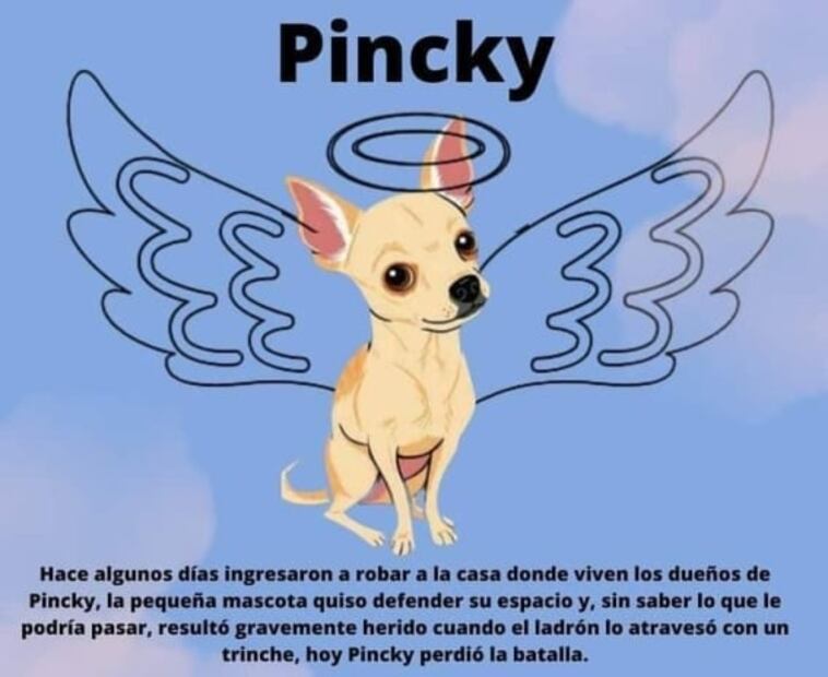 Internet despide a "Pincky", perro chihuahua que defendió su hogar de ladrones
