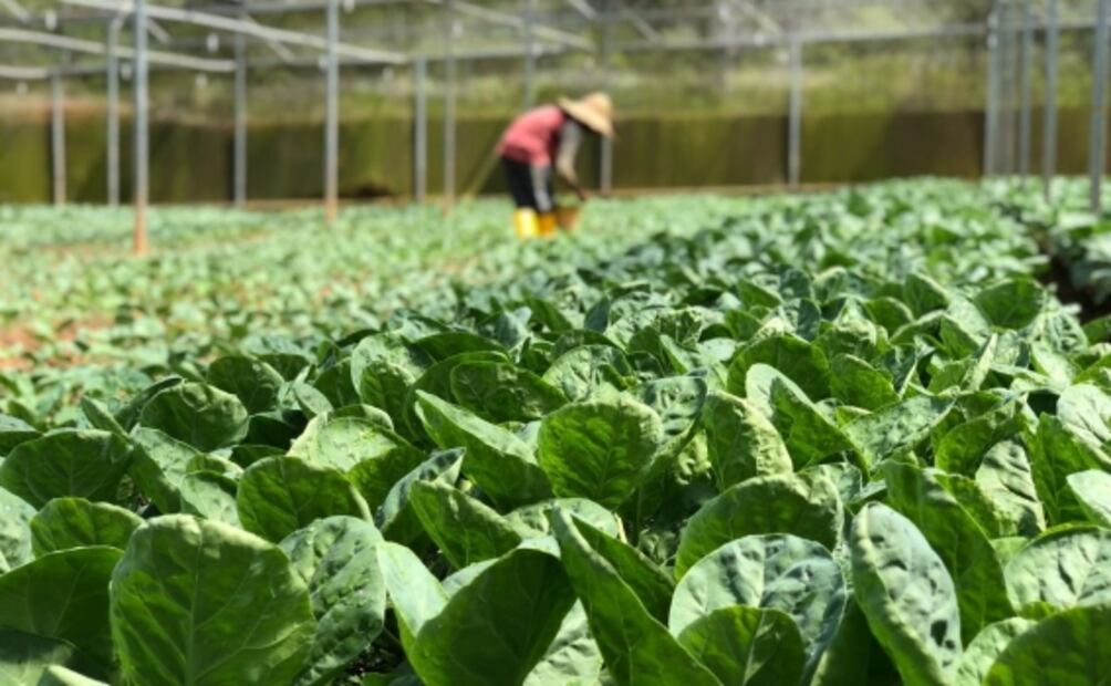 ¿Qué pasa si comes espinaca y lechuga todos los días?