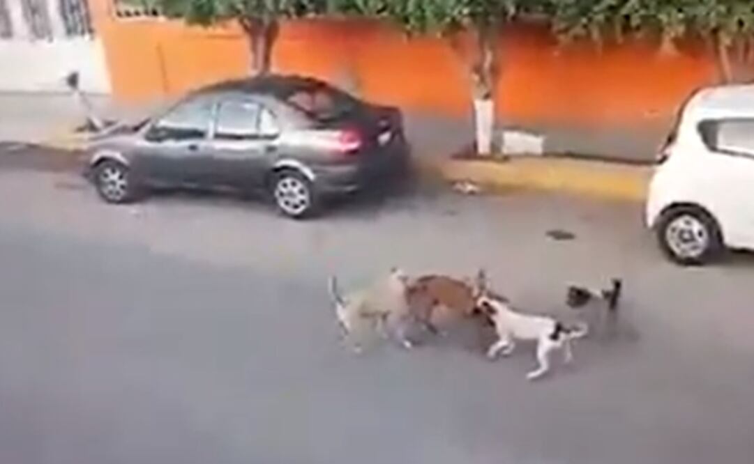 Foto: Captura de pantalla