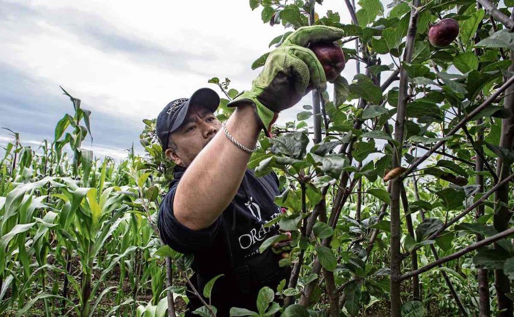 Fernández Parra y su familia llevan tres años recogiendo manzanas en una huerta ubicada en Atexcac, un poblado aledaño a Huejotzingo, perteneciente a doña Margarita Pérez y don Sebastián Gordillo. Foto: Gabriel Pano / EL UNIVERSAL