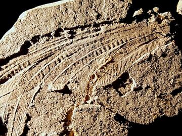 Plumas fósiles conservan queratina y melanosomas de 130 millones de años