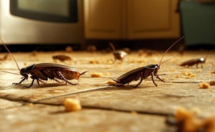 ¿Cuánto tiempo viven las cucarachas, según biólogo?