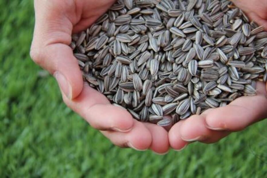 Alimentos que cuidan tu piel