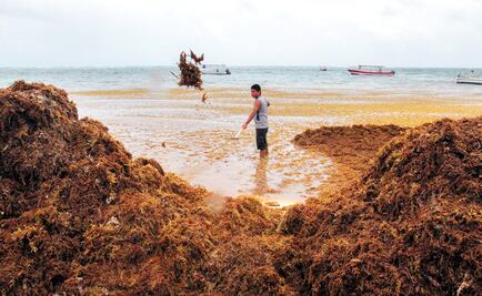 Giant sargassum formation approaches Mexican beaches