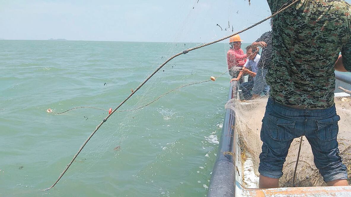 Foto: archivo/EL UNIVERSAL Captura de escama y camarón en Sinaloa
