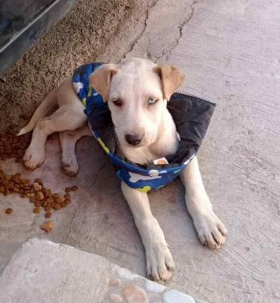 “Así llegamos y así regresamos”: realizan feria de adopción para perritos pero no se llevan ninguno