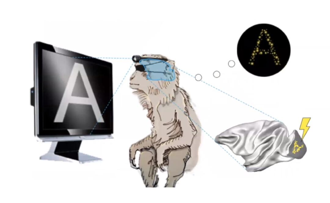 Hasta ahora los implantes sólo se han probado en simios. Imagen: Netherlands Institute for Neuroscience