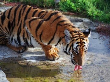 China envía ADN de tigre al espacio para conservar sus genes