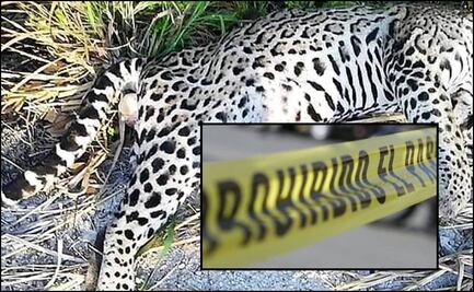 Cortan la cabeza de un jaguar para asesinarlo en Campeche