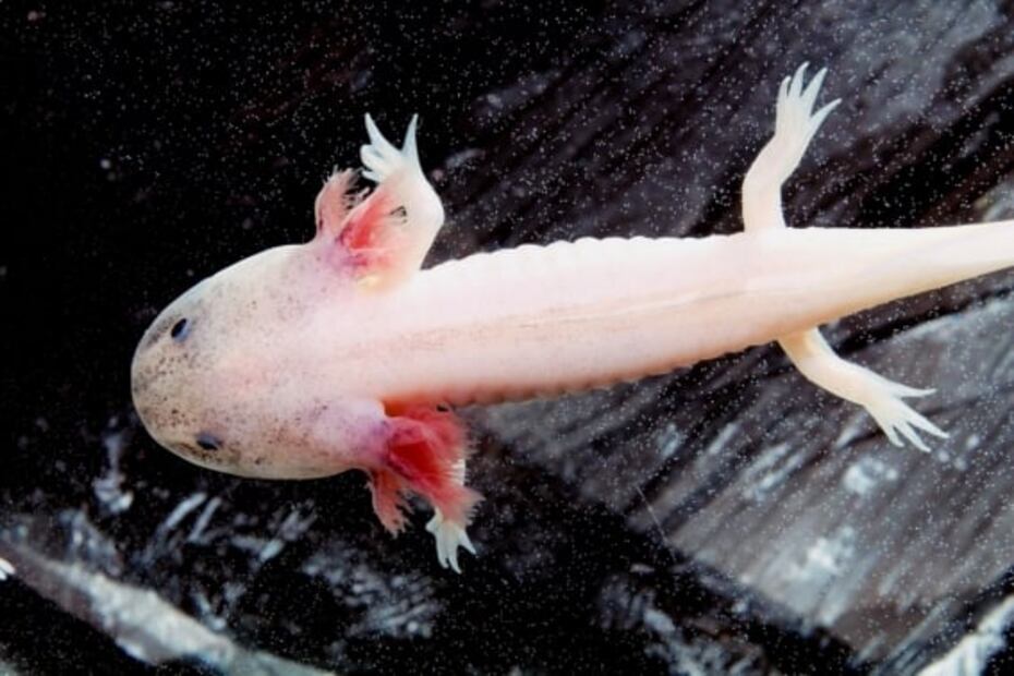 Dónde vive el ajolote, especie de México en peligro de extinción