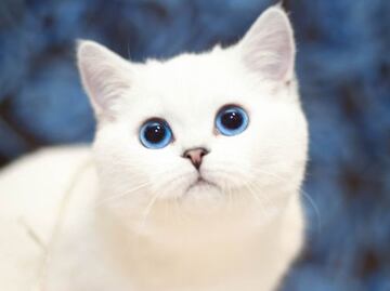 5 razas de gatos blancos con ojos azules; conoce sus características